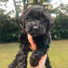 Black Collar - Black male Goldendoodle puppy in Richmond, Kentucky from The Doting Doodle