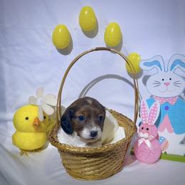 Dachshund Puppies from CA__Dachshunds