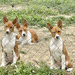 Basenji puppies from Signet Kennels