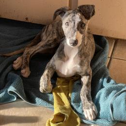 Luke - Black brindle male Whippet puppy in Tulsa, Oklahoma from Kaizen Show Dogs