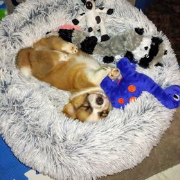 Cardigan Welsh Corgi Puppies from Solstice Kennels