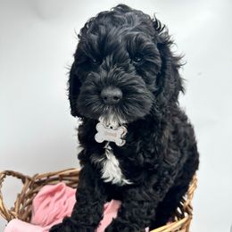 Tucker - Cockapoo puppy from Parti Puppies
