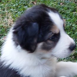 English Shepherds from Damato's English Shepherds