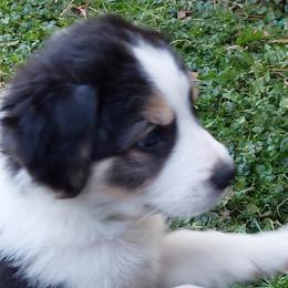 English Shepherds from Damato's English Shepherds