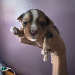 Boy 2 - Parti male Yorkshire Terrier puppy in Ohio from Britt n Cindys Yorkshire Terriers