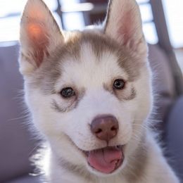 Siberian Huskies from Icewind Siberians