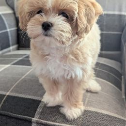Goldendoodle, Maltipoo, and Yorkipoo Puppies from Doodle Pups Fur-Ever