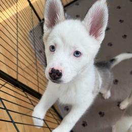 Teal Collar - Black and white male Pomsky puppy in Exeter, Rhode Island from Ocean State Pomskies