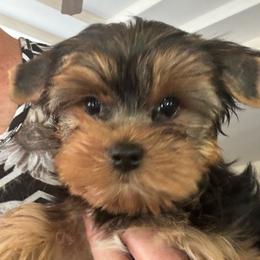 Kodiak bear - Black and tan male Yorkshire Terrier puppy in Lyle, Washington from Sport Yorkie