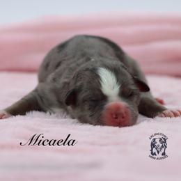 Micaela - Blue merle female Miniature Australian Shepherd puppy in Weeki Wachee, Florida from Arlington's Mini Aussies