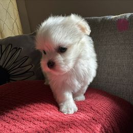 Cindy - White female Maltese puppy in Dallas, Texas from Lizeth's Pups