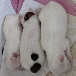 Chihuahuas and Chinese Cresteds from Harris K-9's