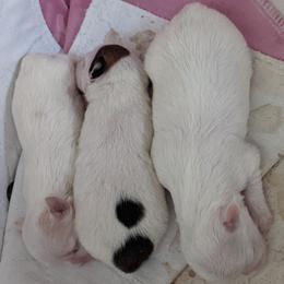 Chihuahuas and Chinese Cresteds from Harris K-9's