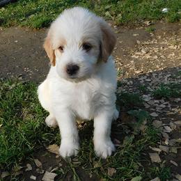Labradoodle Puppies from North Country Kennel Club