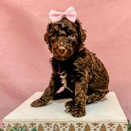 Girl 1 - Brown Poodle puppy in Lake City, Florida from 224 Doodles and Poodles