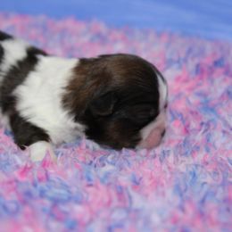 Shihpoo and Shih Tzu Puppies from Fuller Shih Tzus
