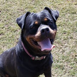 Luna - Rottweiler