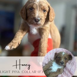 Spot 1 - cider, honey or crisp - Apricot female Goldendoodle puppy in Watertown, New York from True Friend Doodles