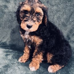 Rocky - Black tri-color male Aussiedoodle puppy in Sandy, Oregon from MC Doodles