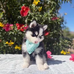 Eclipse - Black and white female Pomsky puppy in Homeland, California from Lara's Ranch Pomskies