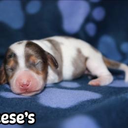 Reese's - Piebald female Dachshund puppy in Ridgeville, Indiana from Rafter D4 Ranch - Mini Dachshunds