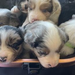Miniature American Shepherds and Miniature Australian Shepherds from TRAILS END Gemini Minis