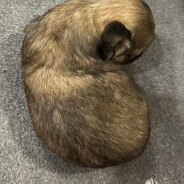 Pheonix - Brindle male Shih Tzu puppy in Boaz, Alabama from Happy Haven Farm