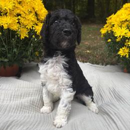 Zeta - Parti female Poodle puppy in Troy, New Hampshire from SP Standard Poodles