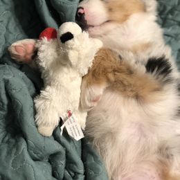 Miniature Australian Shepherd and Toy Australian Shepherd Puppies from Best Little Aussies