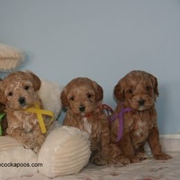 Cockapoo Puppies from Cute Cockapoos