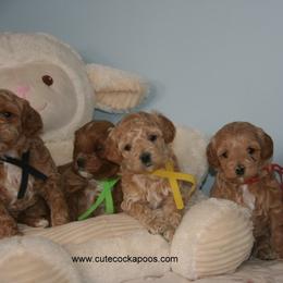 Cockapoo Puppies from Cute Cockapoos