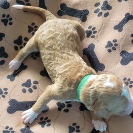 French Bulldog and Goldendoodle Puppies from Good Vibes Puppies