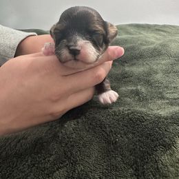 Obi - Red male Havapoo puppy in Bailey, North Carolina from Reining Glory Acres