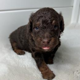 Tramp - Red phantom male Aussiedoodle puppy in Ruskin, Florida from Reigning Doodles