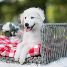 Enzo - White male Maremma Sheepdog puppy in Conway, Missouri from 2J 2K Border Collies | Maremma Sheepdogs