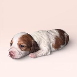 Opal - Piebald female Dachshund puppy in Philomath, Oregon from Bailey’s Dachshunds