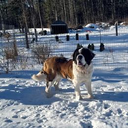 Annie - Saint Bernard