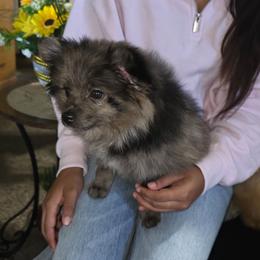 Choco - Brindle female Pomeranian puppy in Santa Ana, California from Legacy Pomeranian of Orange County