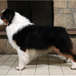 Australian Shepherd All Grown Up from Shockwave Australian Shepherds