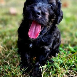 Aussiedoodle Puppies from Dogwood Family Doodles