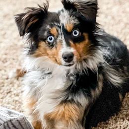 Bindi - Toy Australian Shepherd