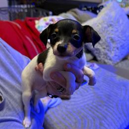 Riley Pup 5 - White black and tan female Toy Fox Terrier puppy in Clermont, Florida from Debbie Hiles's Toy Fox Terriers
