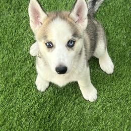 Pomsky Puppies from Sarah Conlan