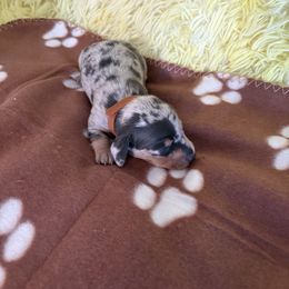 Dachshund Puppies from TLC Dachshund