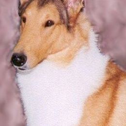 Collies from Tango Collies