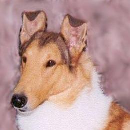 Collies from Tango Collies