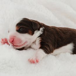 Aussiedoodle and Bernedoodle Puppies from Sassy Pants Pups