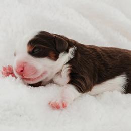 Aussiedoodle and Bernedoodle Puppies from Sassy Pants Pups