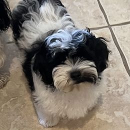 Benny - Black and white male Havanese puppy in Apopka, Florida from Dunhill Havanese