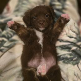 Audrey - Brown female Double Doodle puppy in Prescott Valley, Arizona from Ramirez Family Doodles